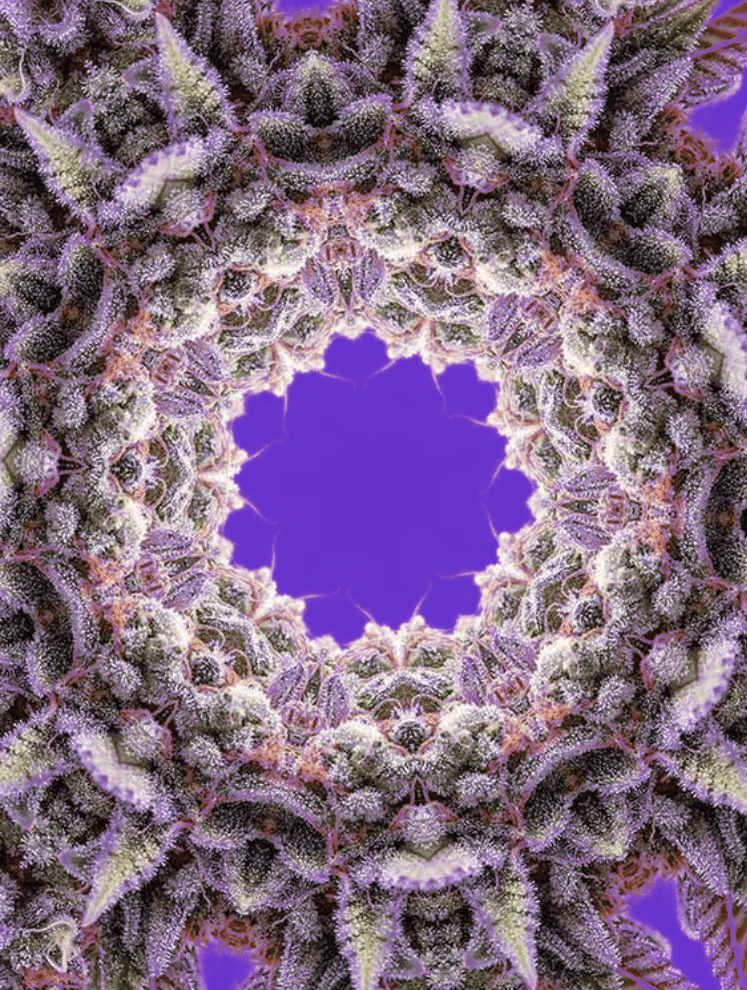 Cannabinoid-Opioid Interaction in Chronic Pain, A Review