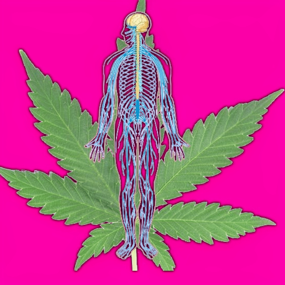 The Endocannabinoid System Part II