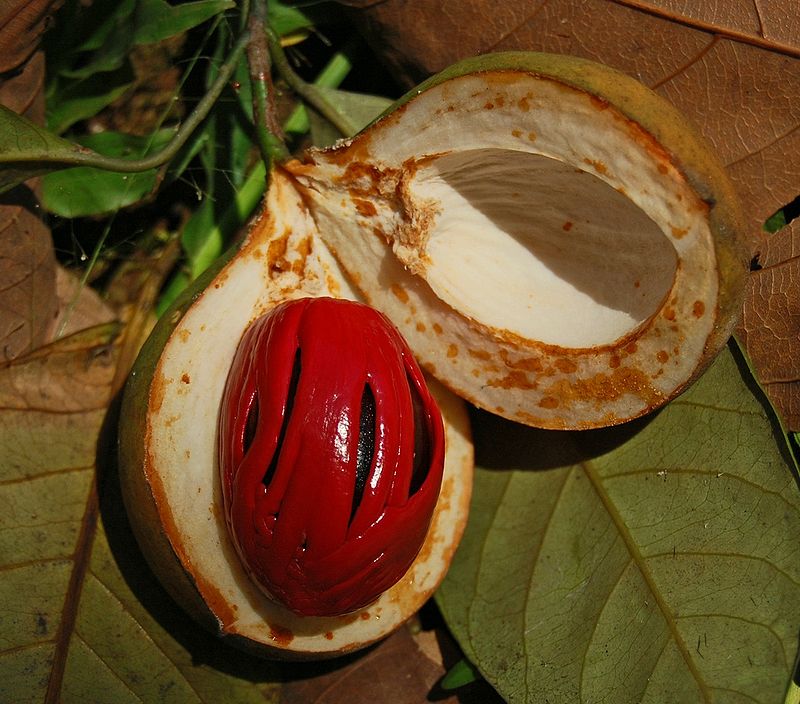 Nutmeg and ...The Endocannabinoid System?