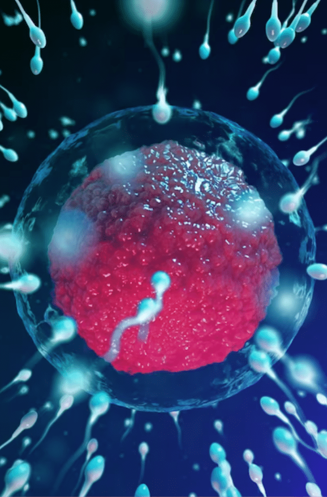 The Endocannabinoid System and Reproductive Health