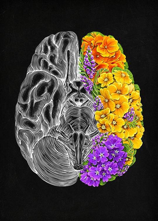Cannabis Use and Executive Function