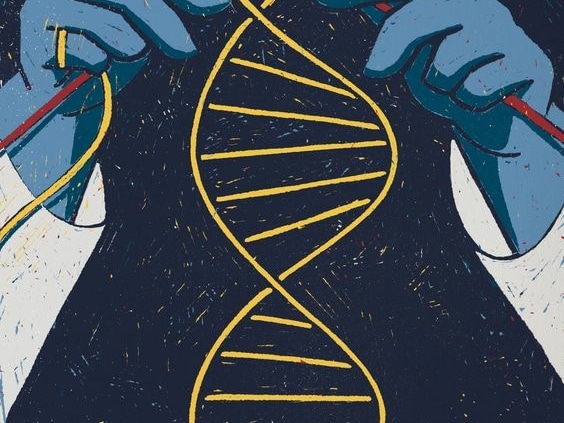 Genetics Modify Response to Cannabis: A Look at the COMT Gene