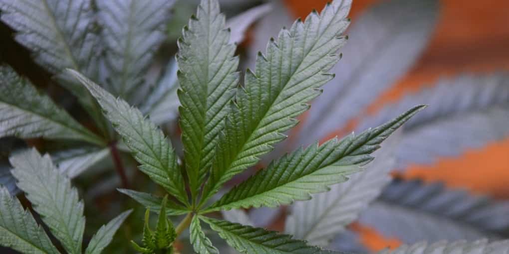 Getting Familiar with THCA