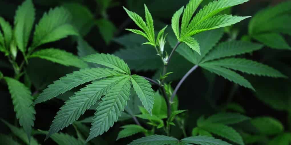 Cannabis and Opioids Part II