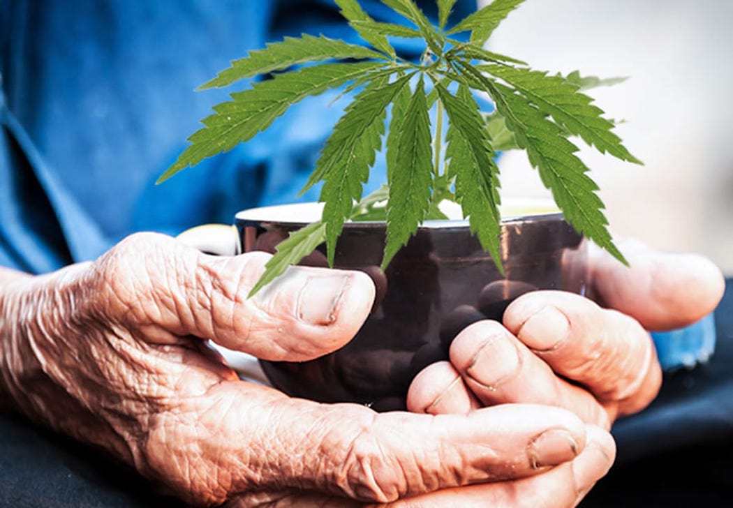 Cannabis and the Elderly