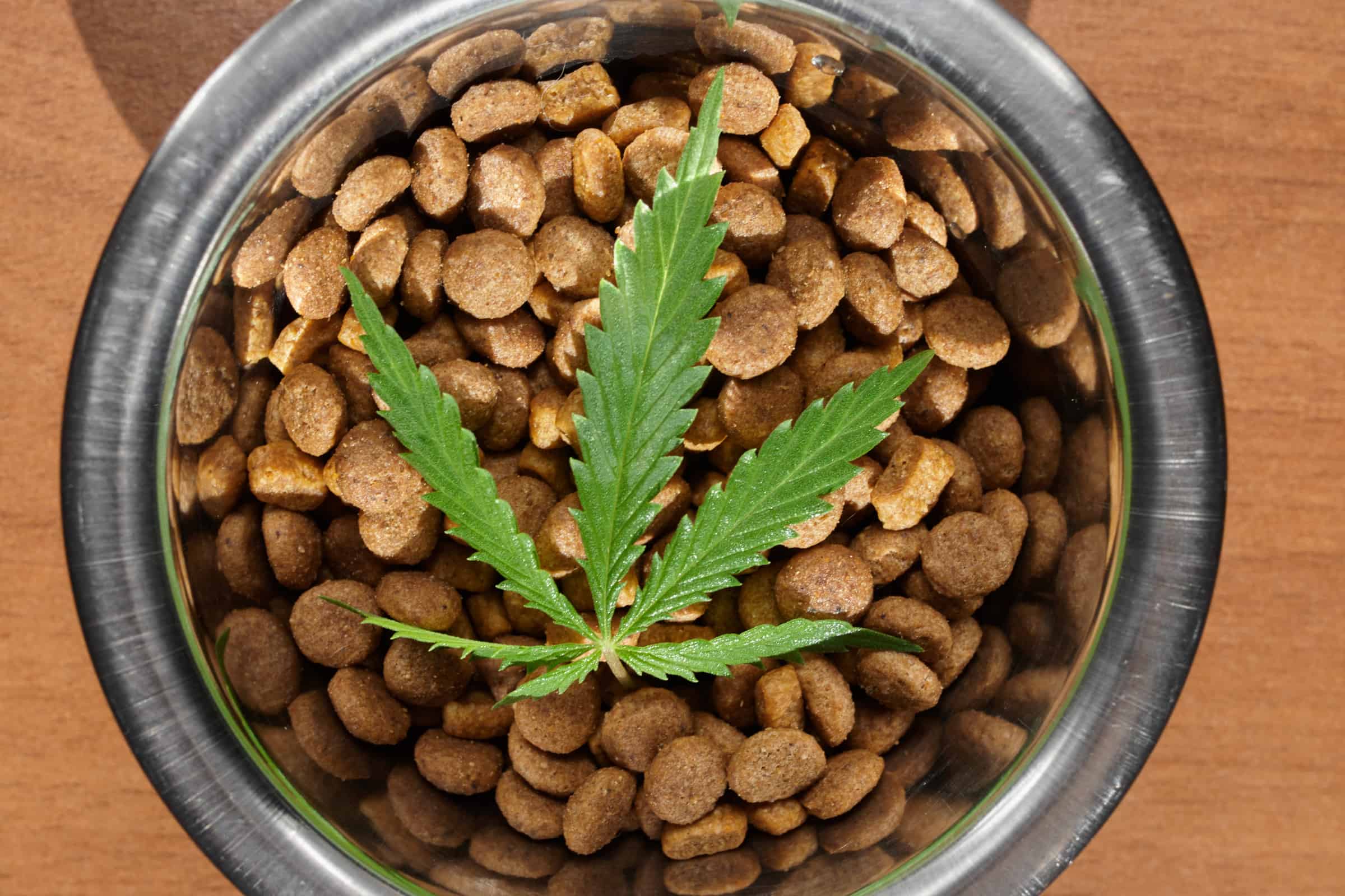What You Need to Know About CBD for Pets