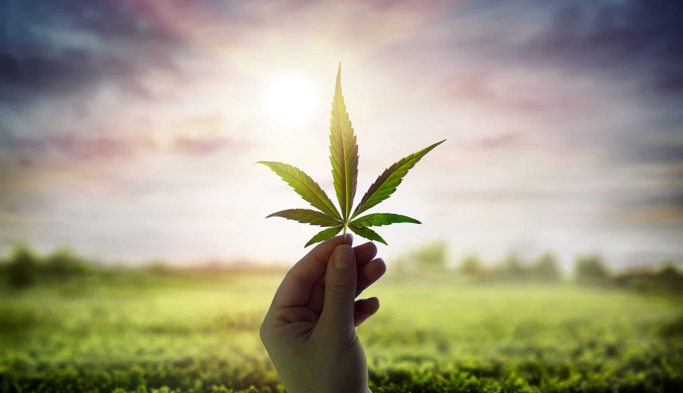 A Brief History of 4/20