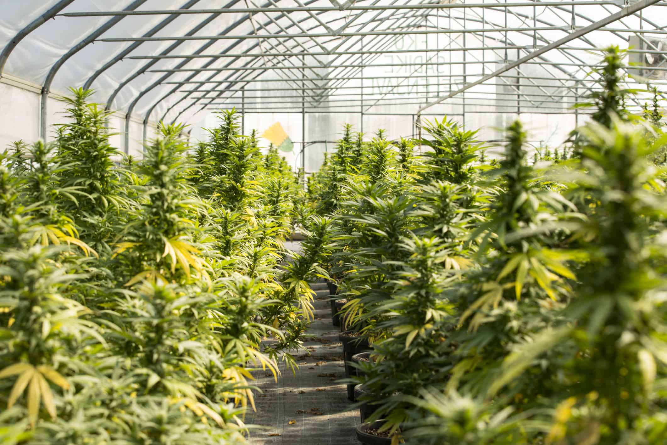 Important Things to Know about National Cannabis Awareness Month