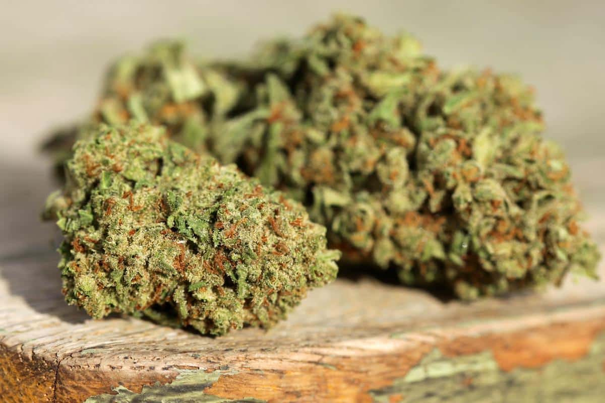 Durban Poison Strain Unveiled
