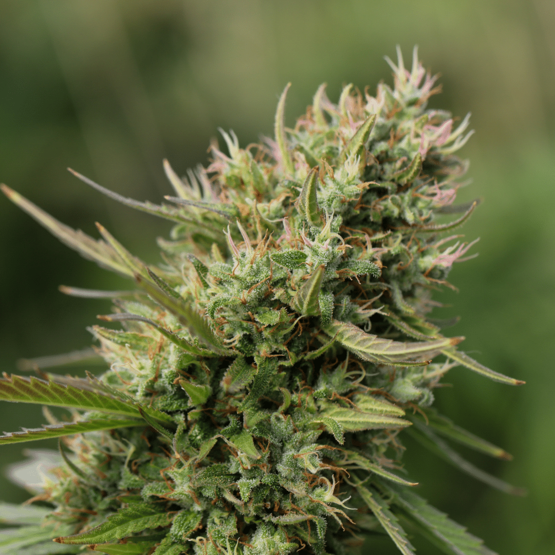 Sour Diesel Strain: Taking The High Road To Legendary Status