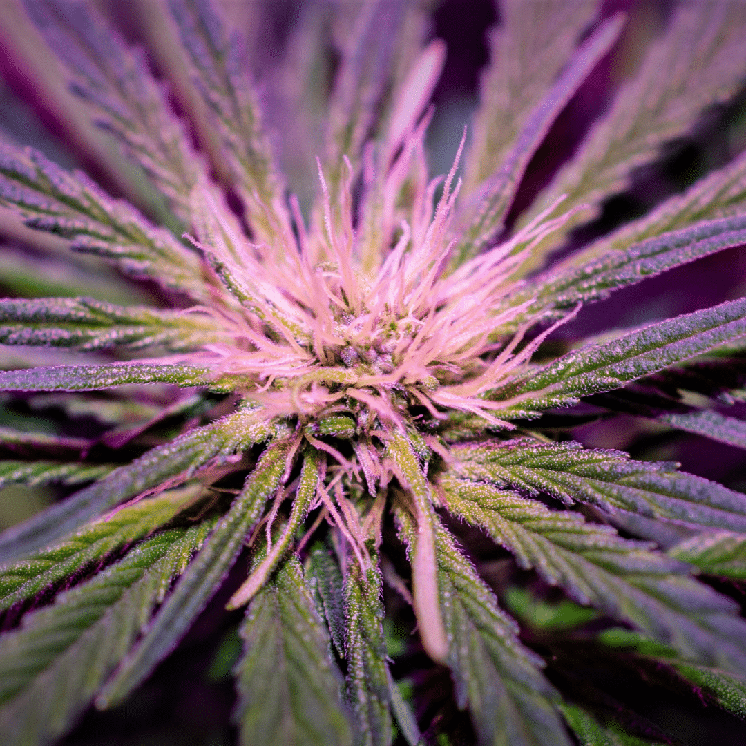 Your Guide to the Strawberry Cough Strain