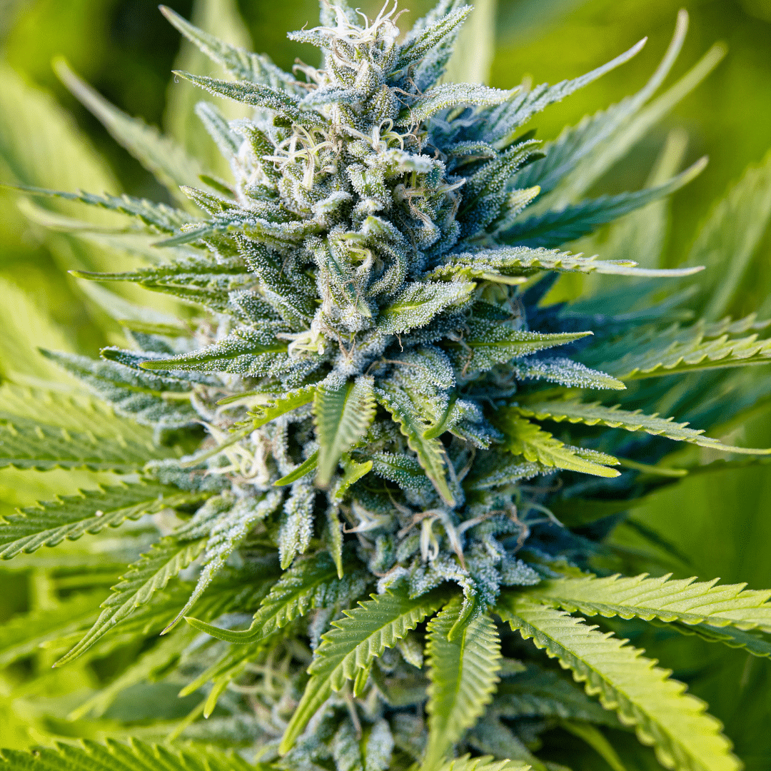 Blue Dream Strain: A Trailblazer