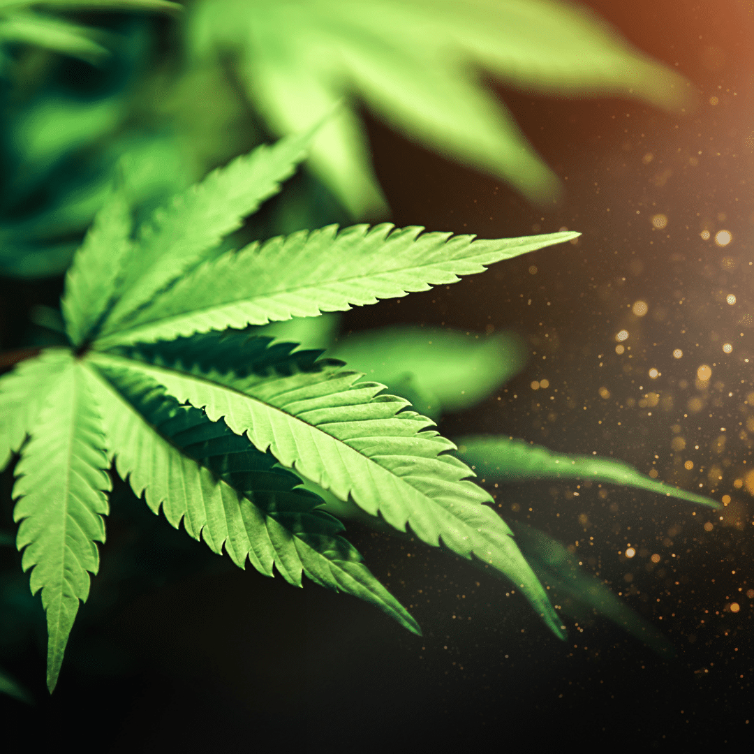 Your Guide To The GMO Strain