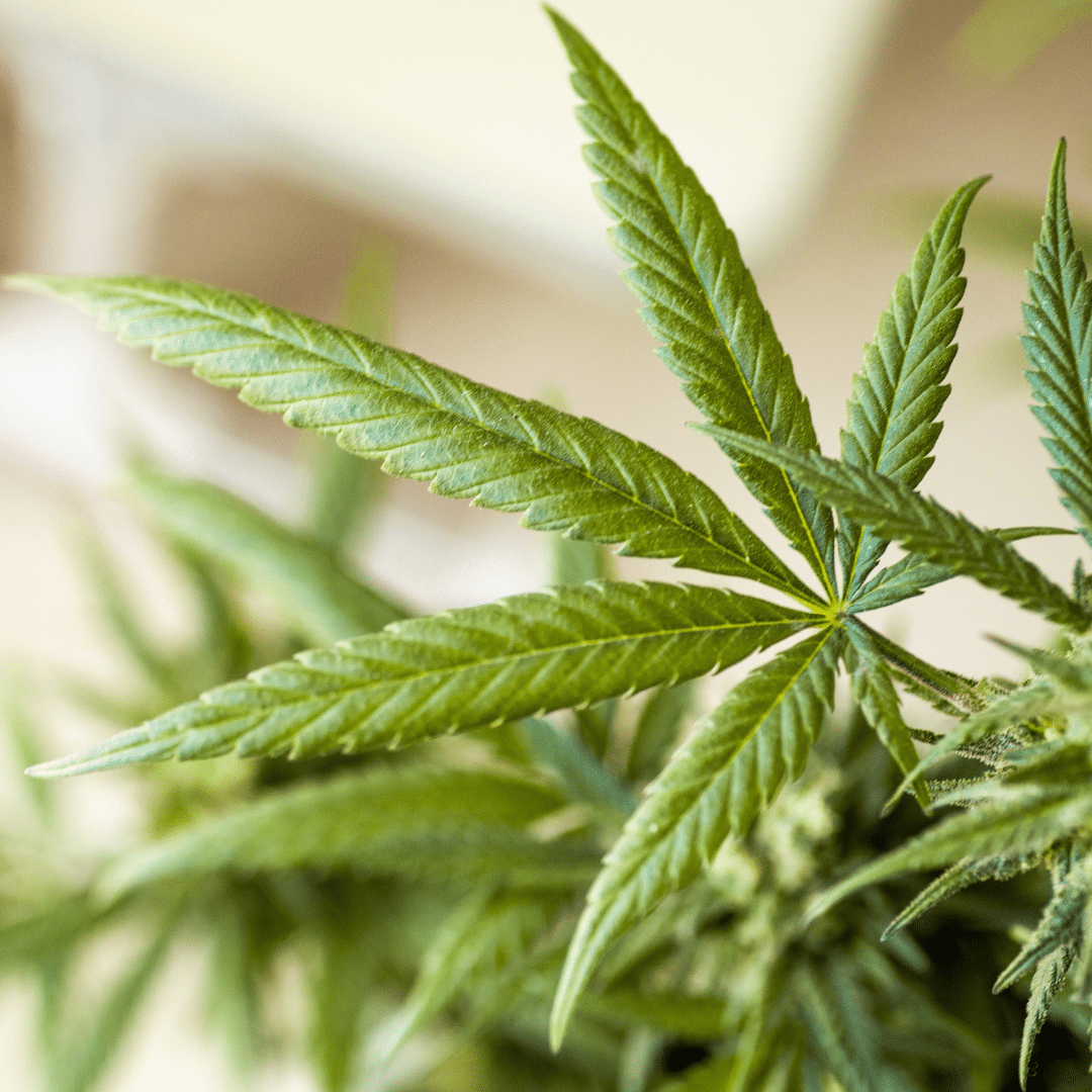 Your Guide To The Ice Cream Cake Strain