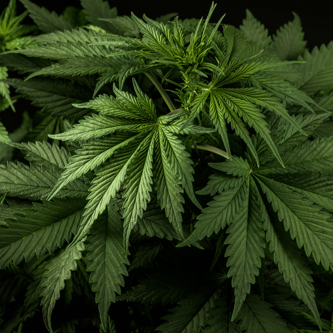 Best Weed Strains for Pain