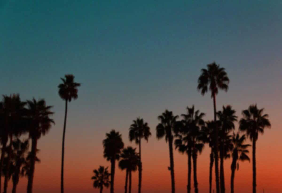 Dusk Sunset View of Palm Trees from Cornerstone Eagle Rock Dispensary and Delivery